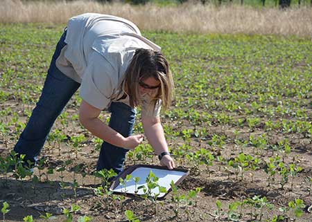 Seed treatments lose punch against thrips