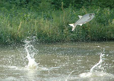 Invasive Asian carp pose double threat