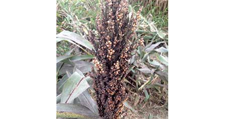 MSU experts help growers fight aphids in sorghum