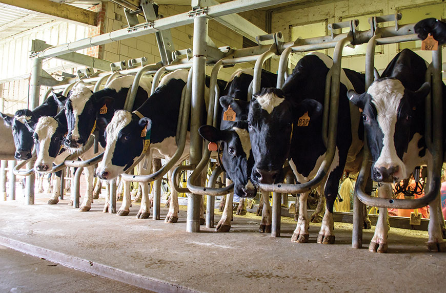 Genomic testing can improve state dairy herds