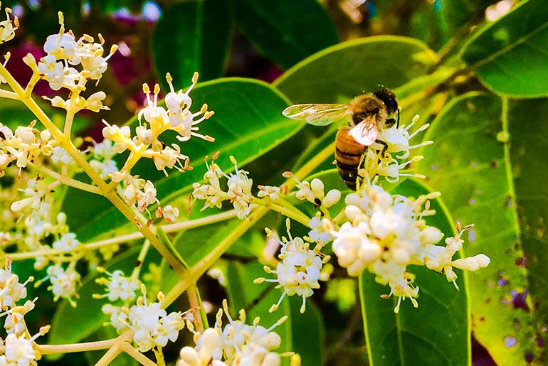 A honeybee collects pollen from Japanese privet.
